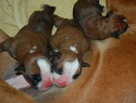 Puppies